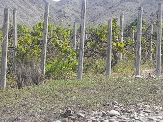 TERRENO EN VENTA -  FUNDO AGRICOLA DE 5 HAS. CON PLANTACIONES DE UVA Y OTROS FRUTALES