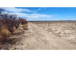 Foto 2 de VENTA DE FINCA 15.3 HAS SOBRE RUTA 60 Y 71, JUNIN-MZA