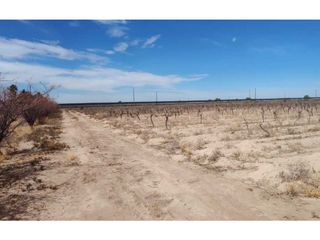 Foto 3 de VENTA DE FINCA 15.3 HAS SOBRE RUTA 60 Y 71, JUNIN-MZA