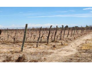 Foto 1 de VENTA DE FINCA 15.3 HAS SOBRE RUTA 60 Y 71, JUNIN-MZA