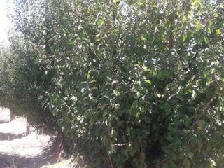 Foto 2 de Campo - Bowen