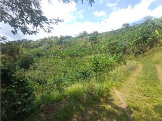 Foto 15 de Finca productiva en venta CORDOBA QUINDIO.