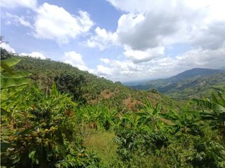 Foto 12 de Finca productiva en venta CORDOBA QUINDIO.