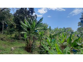 Foto 11 de Finca productiva en venta CORDOBA QUINDIO.