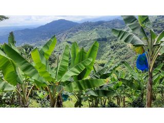 Foto 4 de Finca productiva en venta CORDOBA QUINDIO.