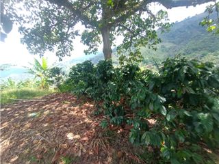 Foto 18 de Finca productiva en venta CORDOBA QUINDIO.
