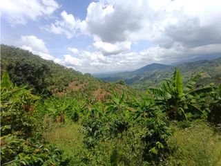 Foto 14 de Finca productiva en venta CORDOBA QUINDIO.