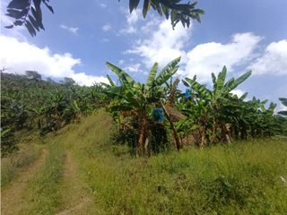 Foto 13 de Finca productiva en venta CORDOBA QUINDIO.