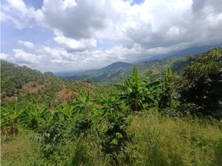 Foto 8 de Finca productiva en venta CORDOBA QUINDIO.