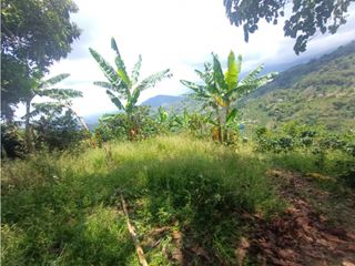 Foto 10 de Finca productiva en venta CORDOBA QUINDIO.