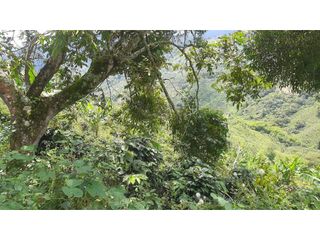 Foto 9 de Finca productiva en venta CORDOBA QUINDIO.