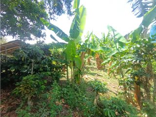 Foto 1 de Finca productiva en venta CORDOBA QUINDIO.