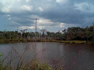 Foto 7 de Terrenos Agricolas Venta Caserio San Lucas - IQUITOS