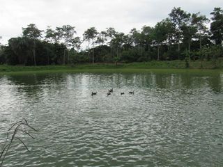 Foto 8 de Terrenos Agricolas Venta Caserio San Lucas - IQUITOS