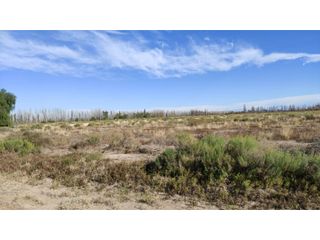 Foto 2 de VENTA DE FINCA 25 HAS EN CALLE NUEVA GIL, LA CENTRAL- RIVADAVIA.