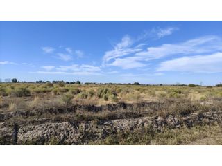 Foto 5 de VENTA DE FINCA 25 HAS EN CALLE NUEVA GIL, LA CENTRAL- RIVADAVIA.