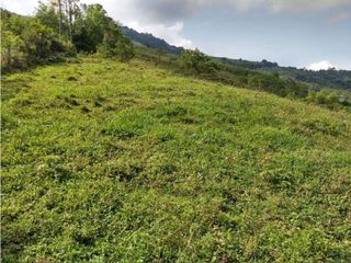 Foto 4 de VENDE EXCELENTE FINCA EN BUGA VEREDA MIRAFLORES