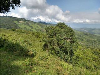 Foto 14 de VENDE EXCELENTE FINCA EN BUGA VEREDA MIRAFLORES