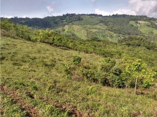 Foto 2 de VENDE EXCELENTE FINCA EN BUGA VEREDA MIRAFLORES