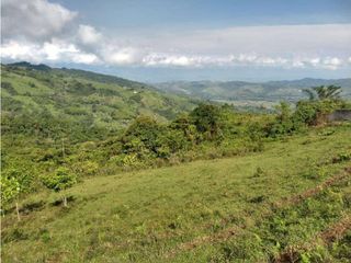 Foto 9 de VENDE EXCELENTE FINCA EN BUGA VEREDA MIRAFLORES