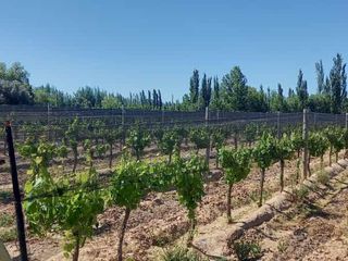 Foto 1 de Finca 5,8 ha en Venta- Cuadro Benegas- San Rafael