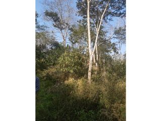 Foto 9 de FUNDO AGRCOLA PARA SIEMBRA O PROYECTOS DIVERSOS EN CHANCHAMAYO