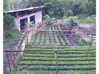 Foto 2 de FUNDO AGRCOLA PARA SIEMBRA O PROYECTOS DIVERSOS EN CHANCHAMAYO