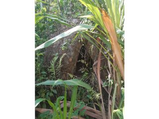 Foto 10 de FUNDO AGRCOLA PARA SIEMBRA O PROYECTOS DIVERSOS EN CHANCHAMAYO