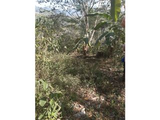 Foto 11 de FUNDO AGRCOLA PARA SIEMBRA O PROYECTOS DIVERSOS EN CHANCHAMAYO