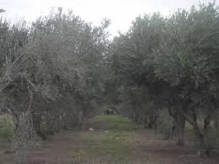 Fabrica de aceite de olivo, venta. Poman. Catamarca