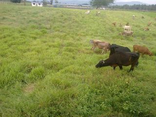 Foto 1 de Venta de Hacienda