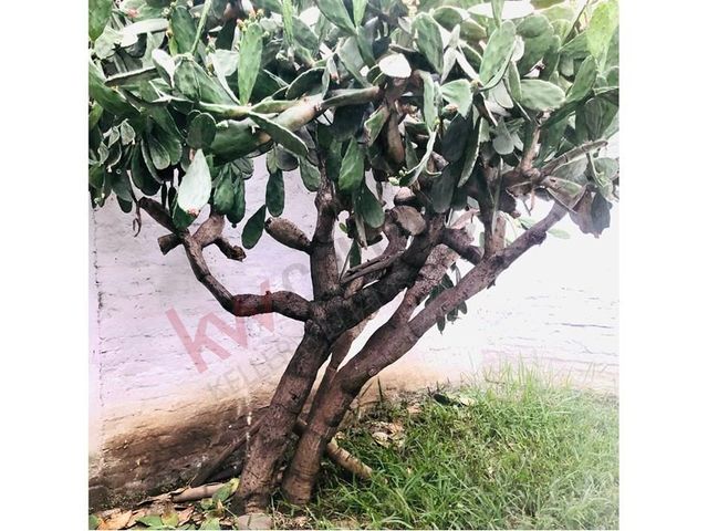 VENTA CASA ESQUINERA FRENTE A PARQUE- PRADOS DEL NORTEf-6999