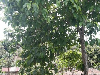 Foto 2 de venta casa en Las Delicia via chone km 29