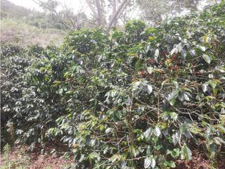 Finca para la venta en Gomez Plata