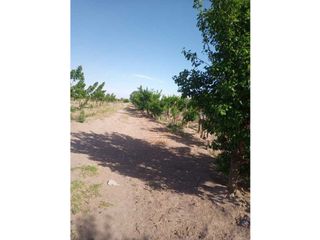 Foto 11 de ¡OPORTUNIDAD ÚNICA! VENTA FINCA 5 HAS PHILLIPS, JUNN