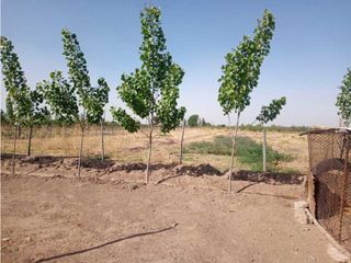 Foto 4 de ¡OPORTUNIDAD ÚNICA! VENTA FINCA 5 HAS PHILLIPS, JUNN