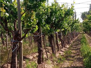 Foto 1 de ¡OPORTUNIDAD ÚNICA! VENTA FINCA 5 HAS PHILLIPS, JUNN