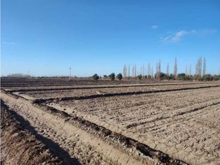 Foto 2 de VENTA DE EXCELENTE FINCA 21 HAS EN CALLE SALADO, RIVADAVIA- MZA.