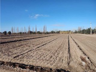 Foto 1 de VENTA DE EXCELENTE FINCA 21 HAS EN CALLE SALADO, RIVADAVIA- MZA.