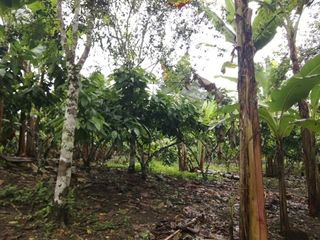 Foto 12 de Finca de Venta en Puerto Limón