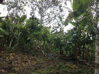 Foto 14 de Finca de Venta en Puerto Limón