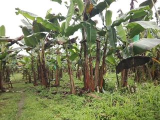 Foto 11 de Finca de Venta en Puerto Limón