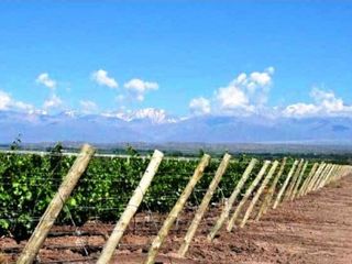 Finca de 50 has. de varietales, con Bodega moderna 70.000 lts. en producciÃ³n, Tupungato, Mendoza.