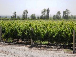 Finca de 50 has. de varietales, con Bodega moderna 70.000 lts. en producciÃ³n, Tupungato, Mendoza.