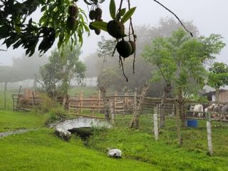 Foto 11 de finca en venta en corregimiento san isidro. Cod V14891