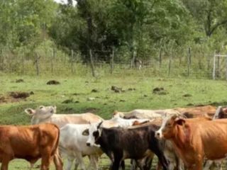 CAMPO DE 710 HAS, S/RUTA 12. SANTA ANA MISIONES VENTA