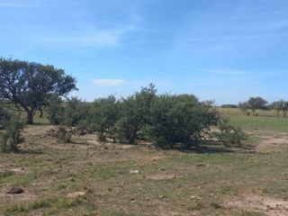 Foto 6 de VENTA DE CAMPO en Partido de Villarino, Provincia de Buenos Aires - APTO CRÌA/RECRÌA - Total 2958 Ha
