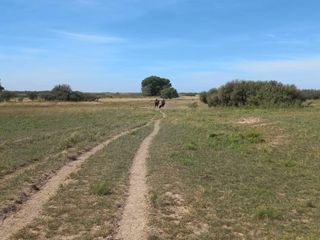 Foto 20 de VENTA DE CAMPO en Partido de Villarino, Provincia de Buenos Aires - APTO CRÌA/RECRÌA - Total 2958 Ha