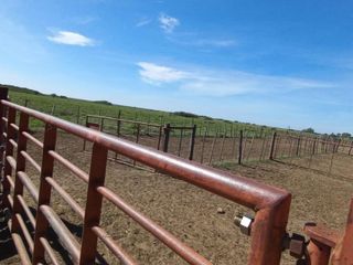 Foto 34 de VENTA DE CAMPO en Partido de Villarino, Provincia de Buenos Aires - APTO CRÌA/RECRÌA - Total 2958 Ha