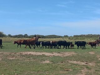 Foto 13 de VENTA DE CAMPO en Partido de Villarino, Provincia de Buenos Aires - APTO CRÌA/RECRÌA - Total 2958 Ha